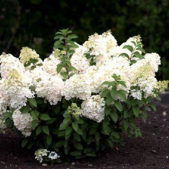 Гортензия метельчатая ‘Summer Snow’® Hydrangea paniculata ‘Summer Snow’®